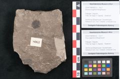 Foto (Objekt + Etikett) von Ficus sagoriana Ettingshausen (NHMW-GEO-2024-0188-8063b)